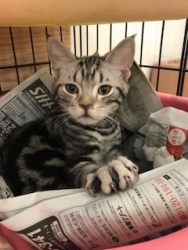 (コメ アメリカンショートヘア 2018.10月生まれ 男の子).jpg