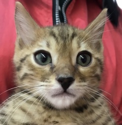 (アウディ ベンガル 男の子).jpg