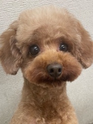 (ノアナル トイプードル 女の子).jpg