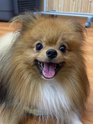(ルトラン ポメラニアン 男の子).jpg