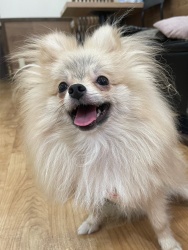 (おおきみ ポメラニアン 男の子).JPG