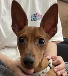 (エポカ ミニチュアピンシャー 男の子).JPG