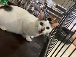 (ふう太(ふうた)　雑種猫　男の子).jpg