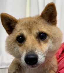 (ひらめき　柴犬　女の子).jpg