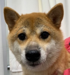 (はなやか　柴犬　女の子).jpg