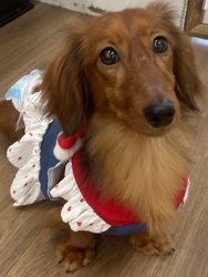 (メイライ　カニンヘンダックスフンド　女の子).jpg