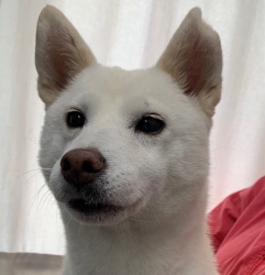 (ぱるるん 柴犬 女の子).jpg