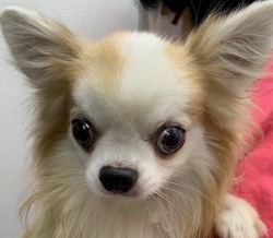 (やくも ロングコートチワワ 男の子).jpg