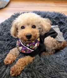 (らんぷ トイプードル 女の子).jpg