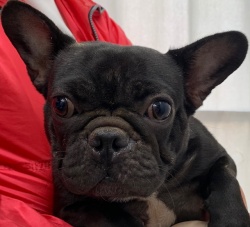 (エリプス フレンチブルドッグ 女の子).jpg