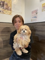 (スーニャ　トイプードル).JPG