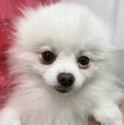 (ミロワール　ポメラニアン　女の子).jpg