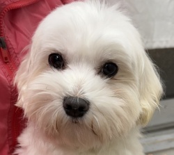 (リュシオル　マルチーズ　男の子).jpg