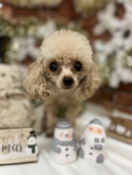 (マリア トイプードル 女の子).jpg