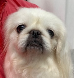 (バブカ　ペキニーズ　女の子).jpg