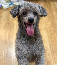 (トゥントゥン　トイプードル　男の子).jpg