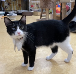 (はなはな　雑種猫　女の子).jpg
