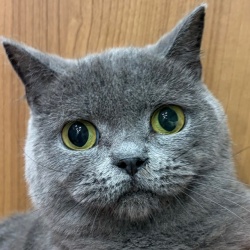 (まんよう　ブリティッシュショートヘア　男の子).JPG