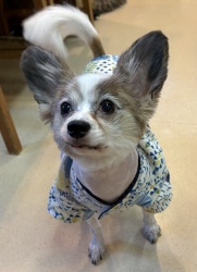 (ぽふぽふ　パピヨン　男の子).JPG