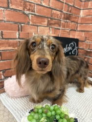 (ラッシーニ ミニチュアダックスフンド 男の子).jpg