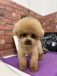 (おーちゃん　トイプードル　男の子).jpg