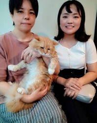 ハックル　ノルウェージャンフォレストキャット.jpeg