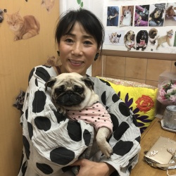 ひまわり　パグ.jpeg