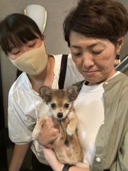 サング　チワワ.jpeg