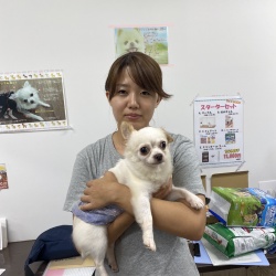 たぬ吉(たぬきち) チワワ