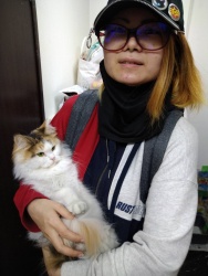 チェリコ　ノルウェージャンフォレストキャット.jpeg