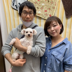 アロー トイプードル