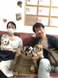 しずね　チワワ.jpeg