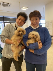 アナ　トイプードル.jpg