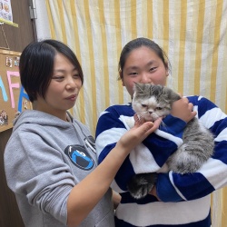 イーガー　エキゾチックショートヘアー.jpg