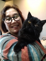 シュクル　エキゾチックショートヘア.jpeg