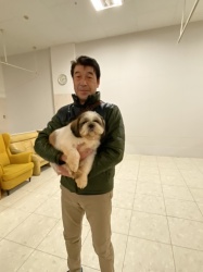 もも次郎　シーズーjpg