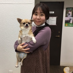 (ぽぽ チワワ).jpg