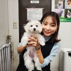 (ハピネス　ビションフリーゼ).jpg