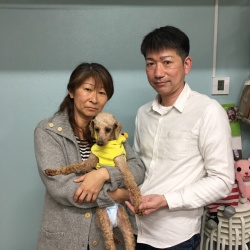 (こめり トイプードル).jpg