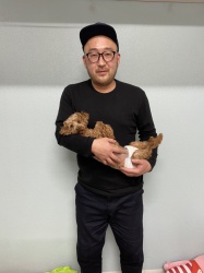 (メリー トイプードル).jpg