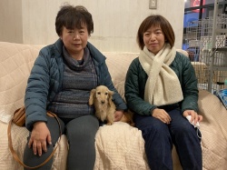 (コルト　ミニチュアダックスフンド).jpg