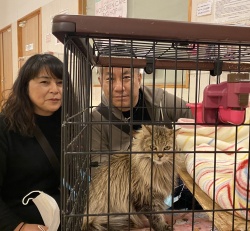 (ひろみ　ノルウェージャンフォレストキャット).jpg