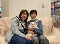 (リンリン　ポメラニアン).jpg