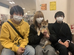 (団次郎(だんじろう)　柴犬).jpg