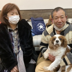 金太郎　キャバリアキングチャールズスパニエル.jpeg