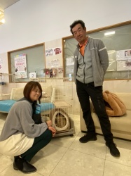 (ケンヤ スコティッシュフォールド).jpg