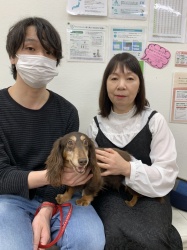 ぴょこ　ミニチュアダックスフンド.jpeg