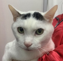 (ハムテル　雑種猫　男の子).jpg