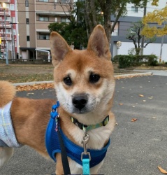 (ハンサム　雑種犬　男の子).jpg