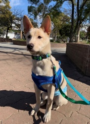 (どらもん　雑種犬　男の子).jpg